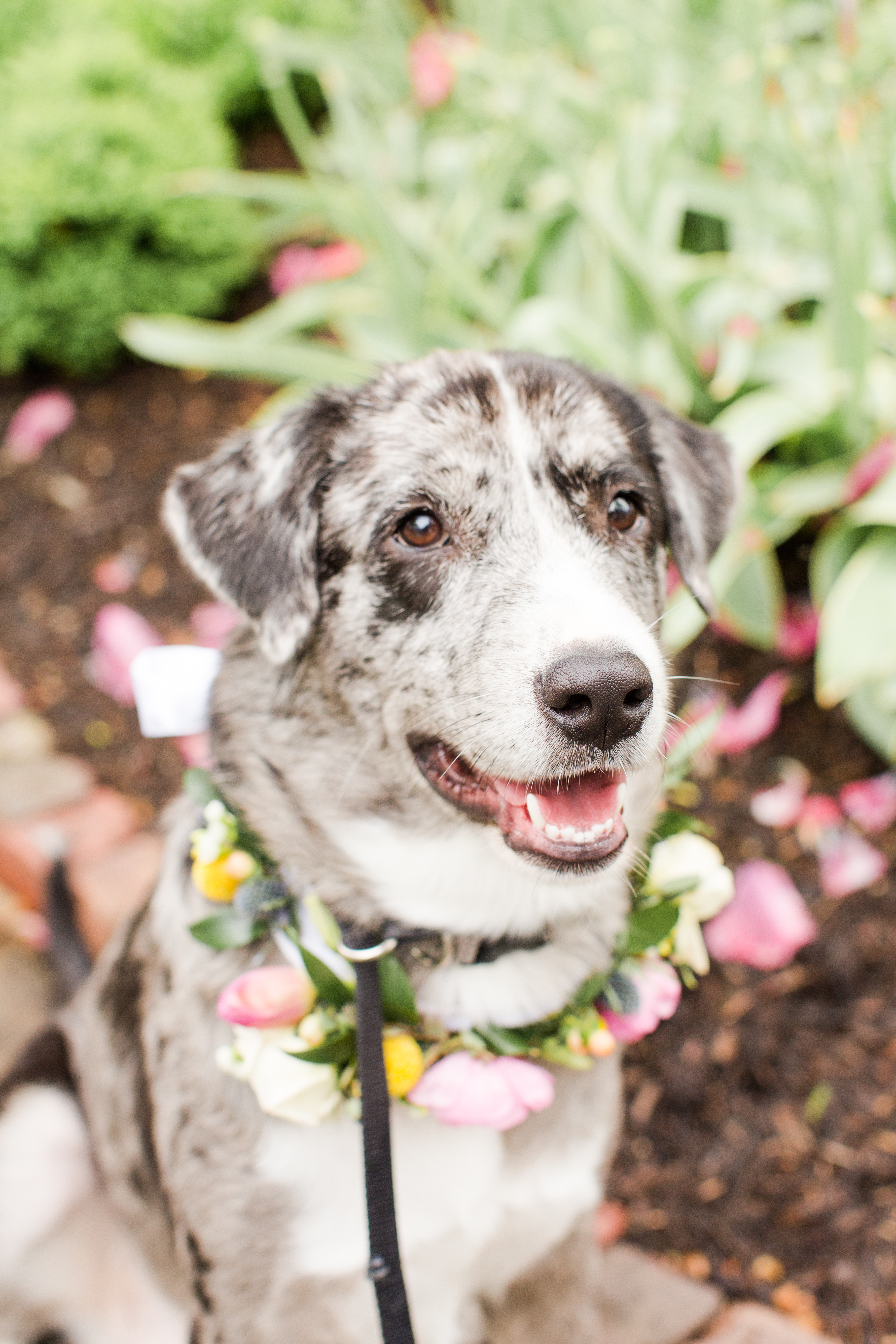 Dog from Warrick Humane Society with floral necklace by Emerald Design